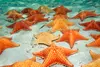Saona Island wildlife and marine life
