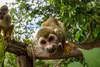 monkey land punta cana
