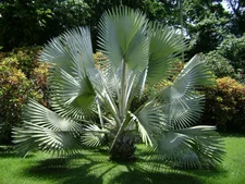 cana palm