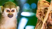 Monkeyland