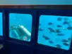 Saona Submarine VIP