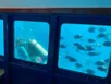 Saona Submarine VIP