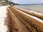 seaweed punta cana