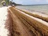 Sargassum in Punta Cana: Seasons, Beach Conditions and Planning