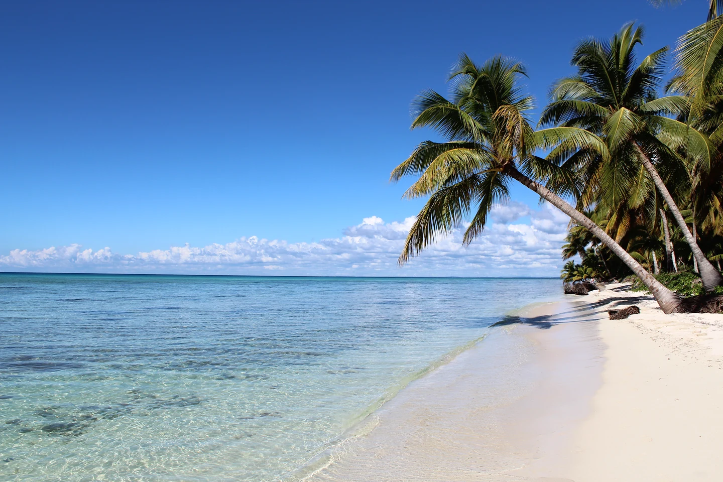 Palm-lined beach and clear coastal water on Saona Island